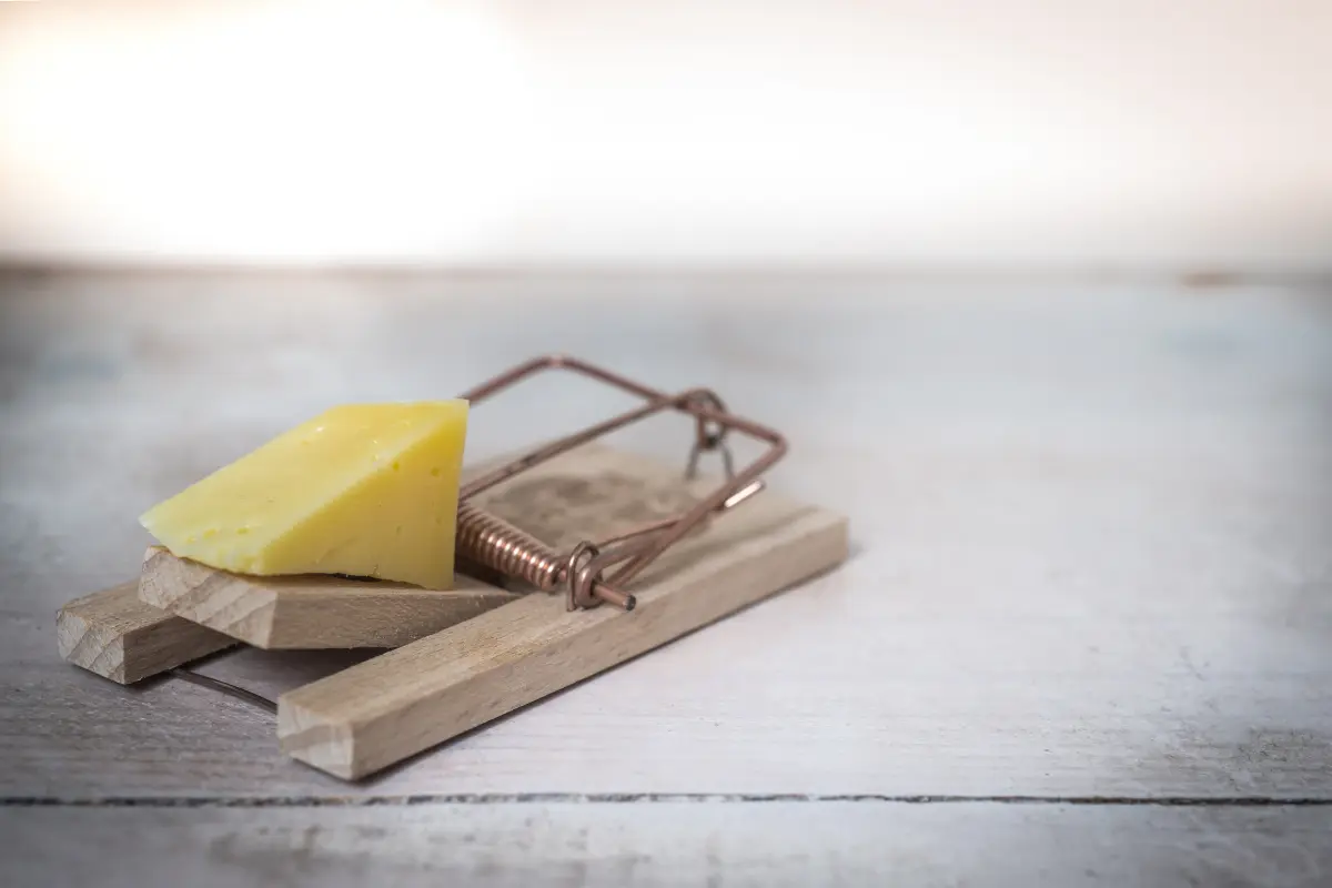 A piece of cheese placed on a wooden mousetrap, symbolizing financial traps disguised as opportunities — concept image for the best way to build wealth.